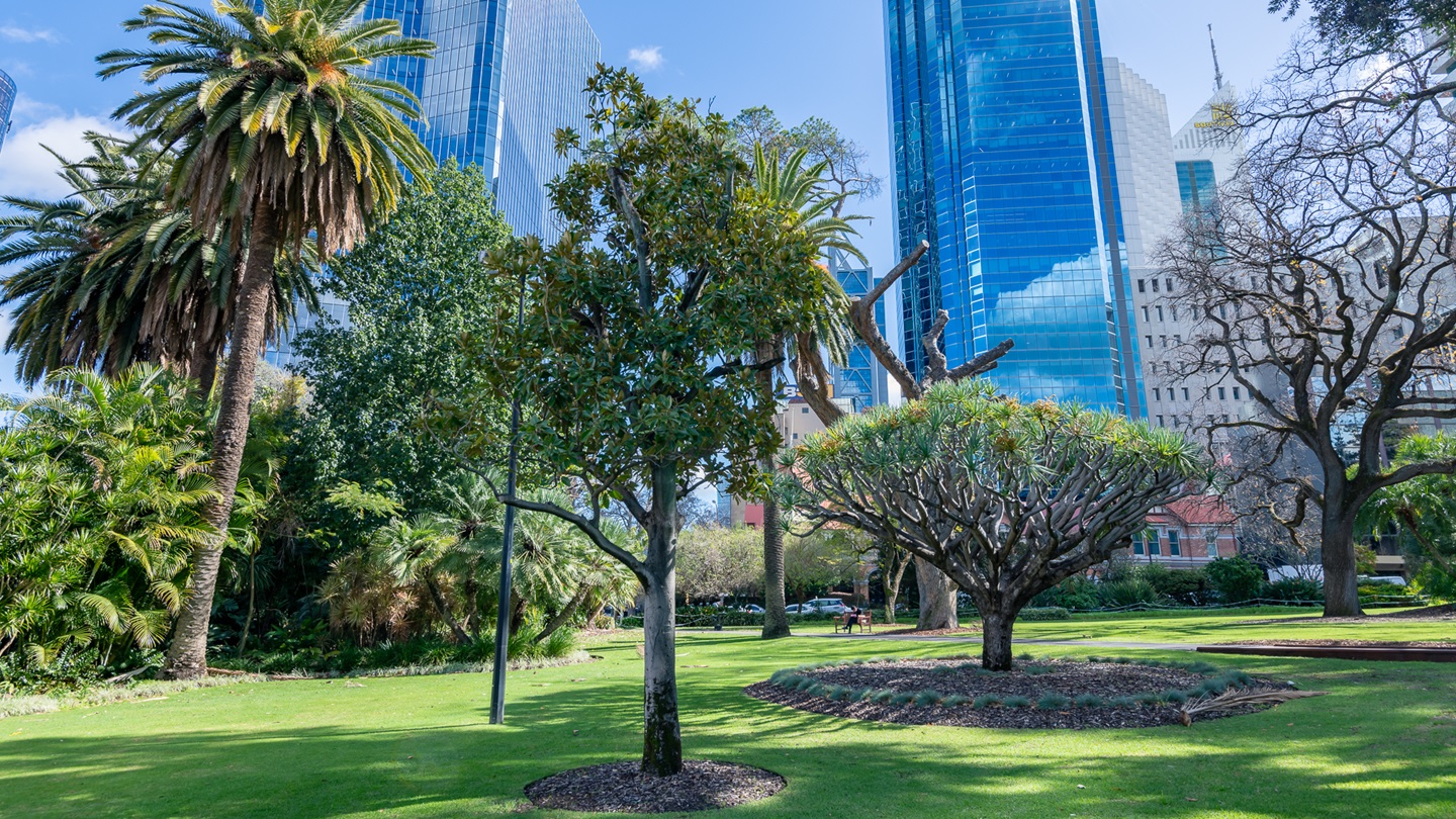 Trees and Landscape - Council House and Stirling Gardens - SEP 2023 - 01