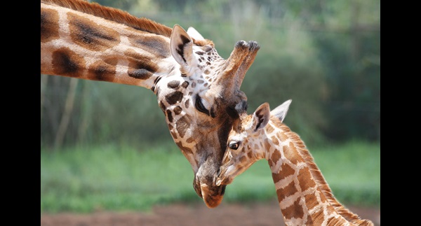 Giraffe-Image4