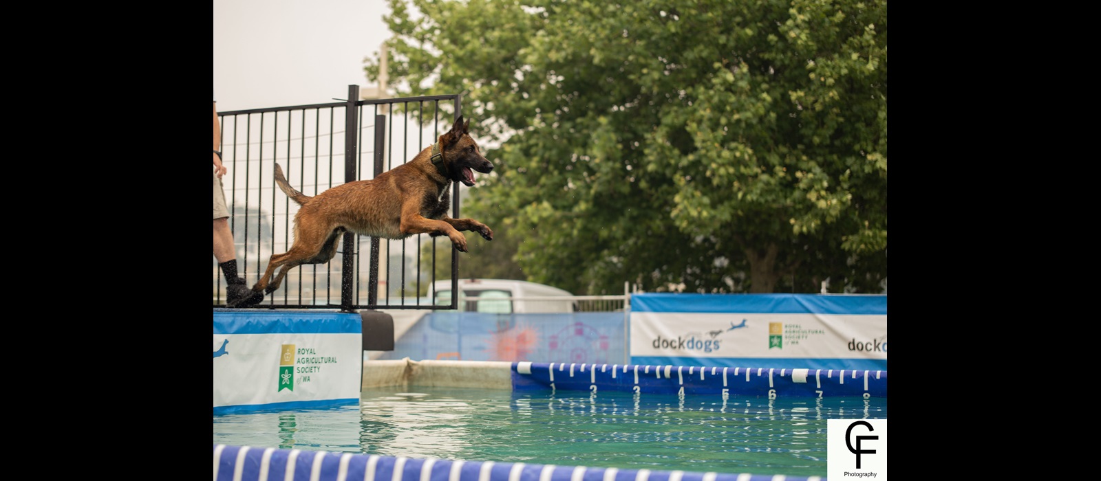 dog jumping into pool