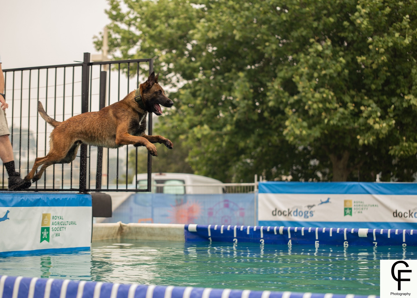 dog jumping into pool