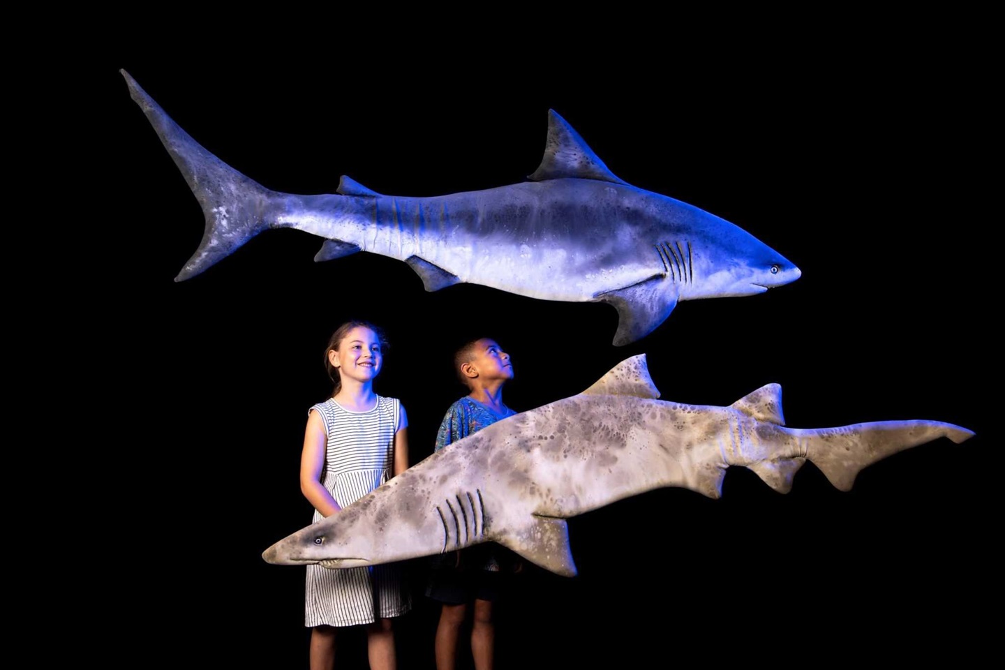 Erth's Swimming with Sharks