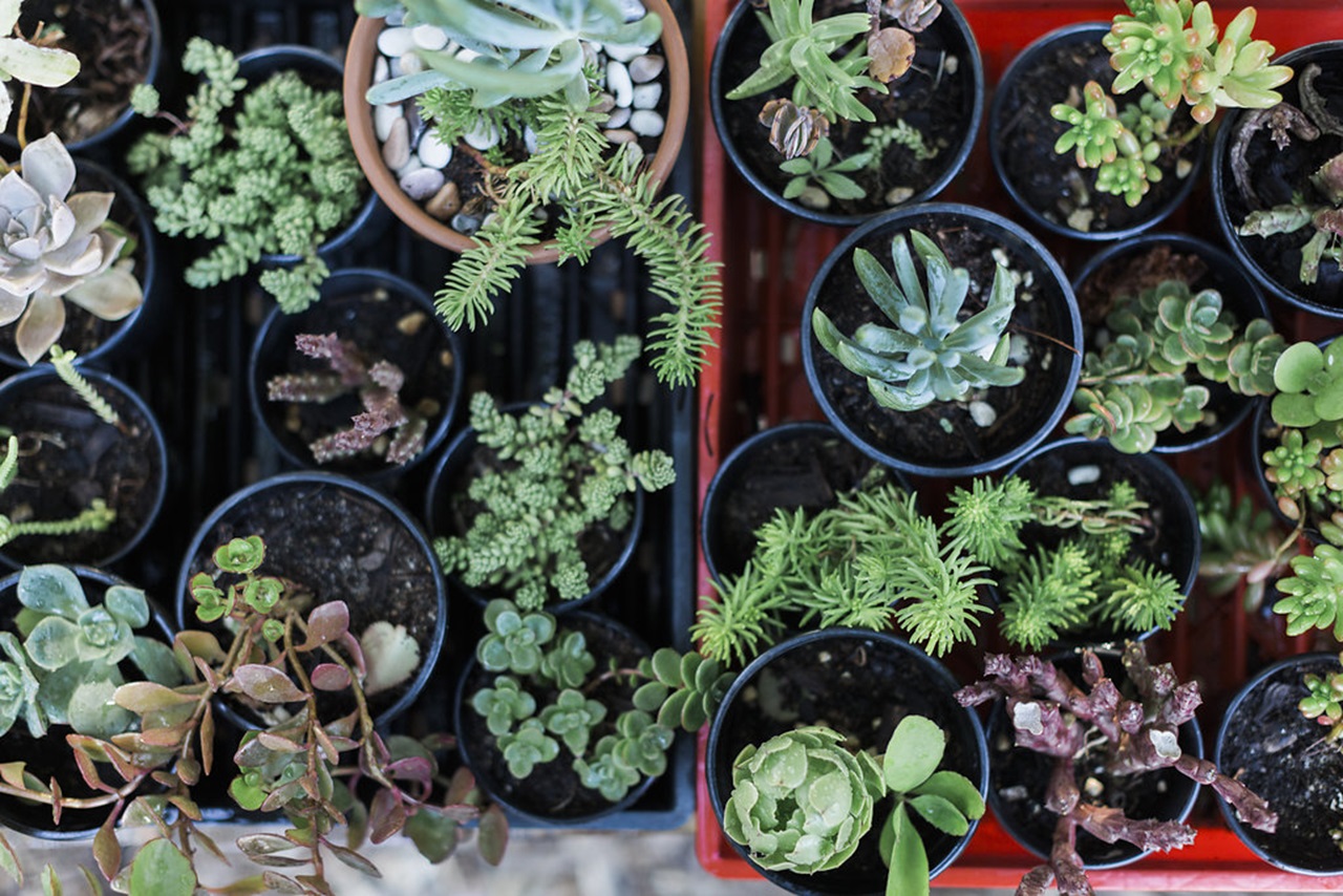 Plant Bingo at Perth City Farm