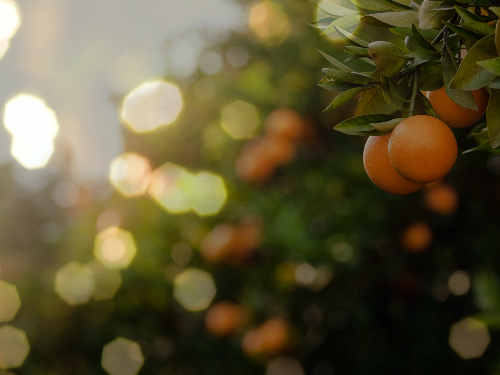 The Orchard