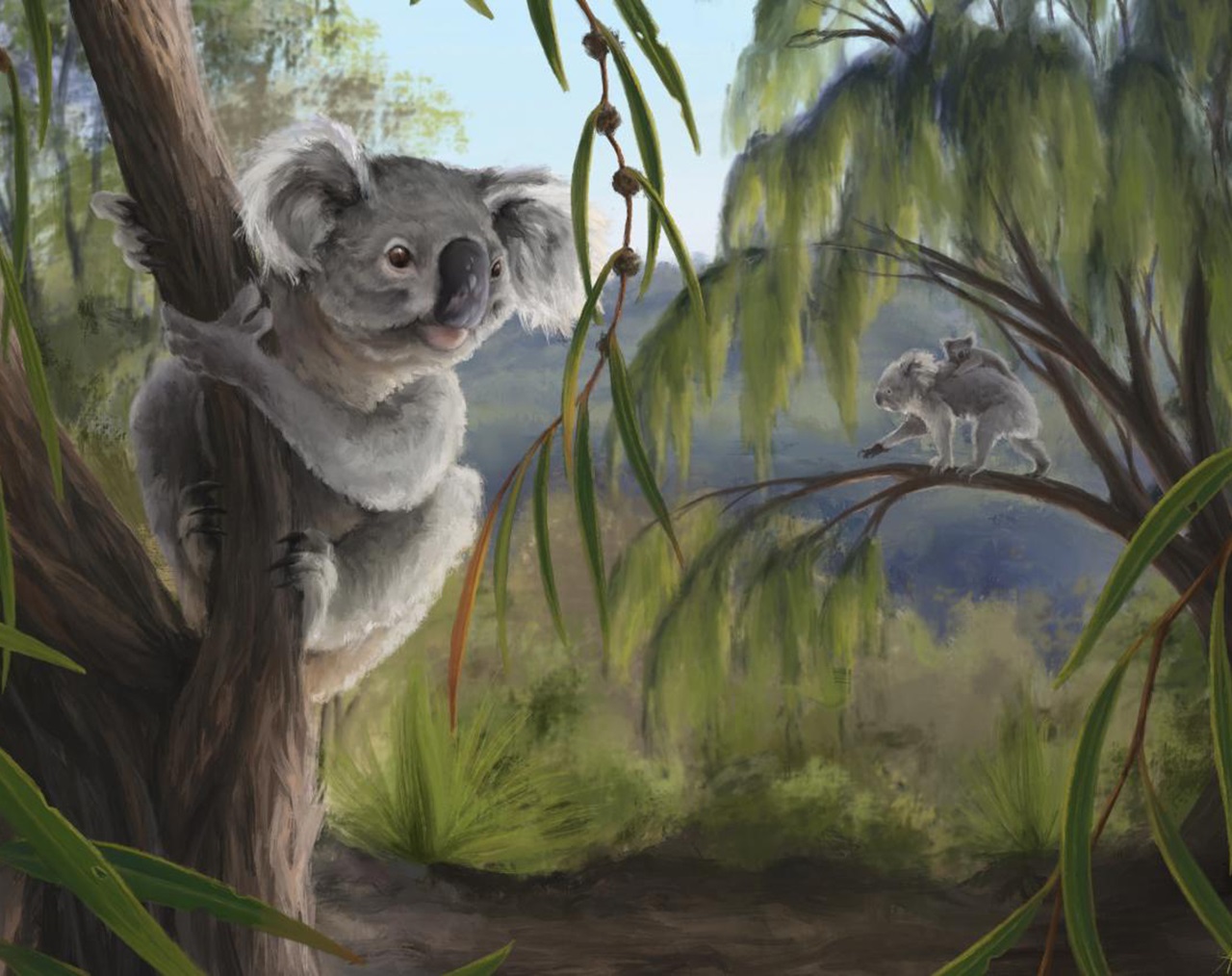 Meet the Museum: The lost Koala of Western Australia