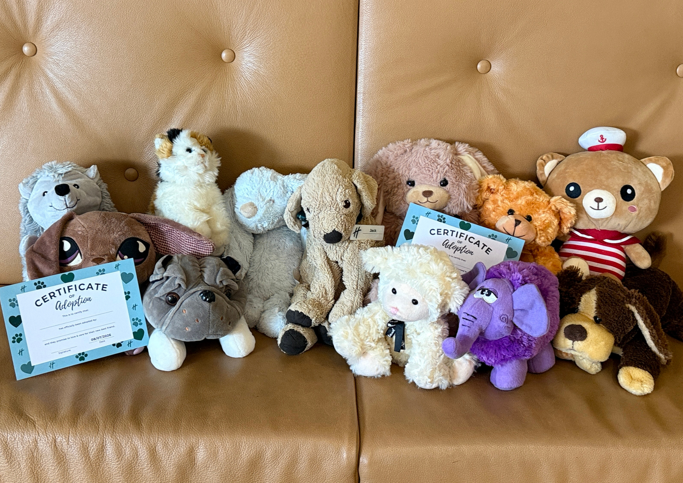 Teddy Adoption Day