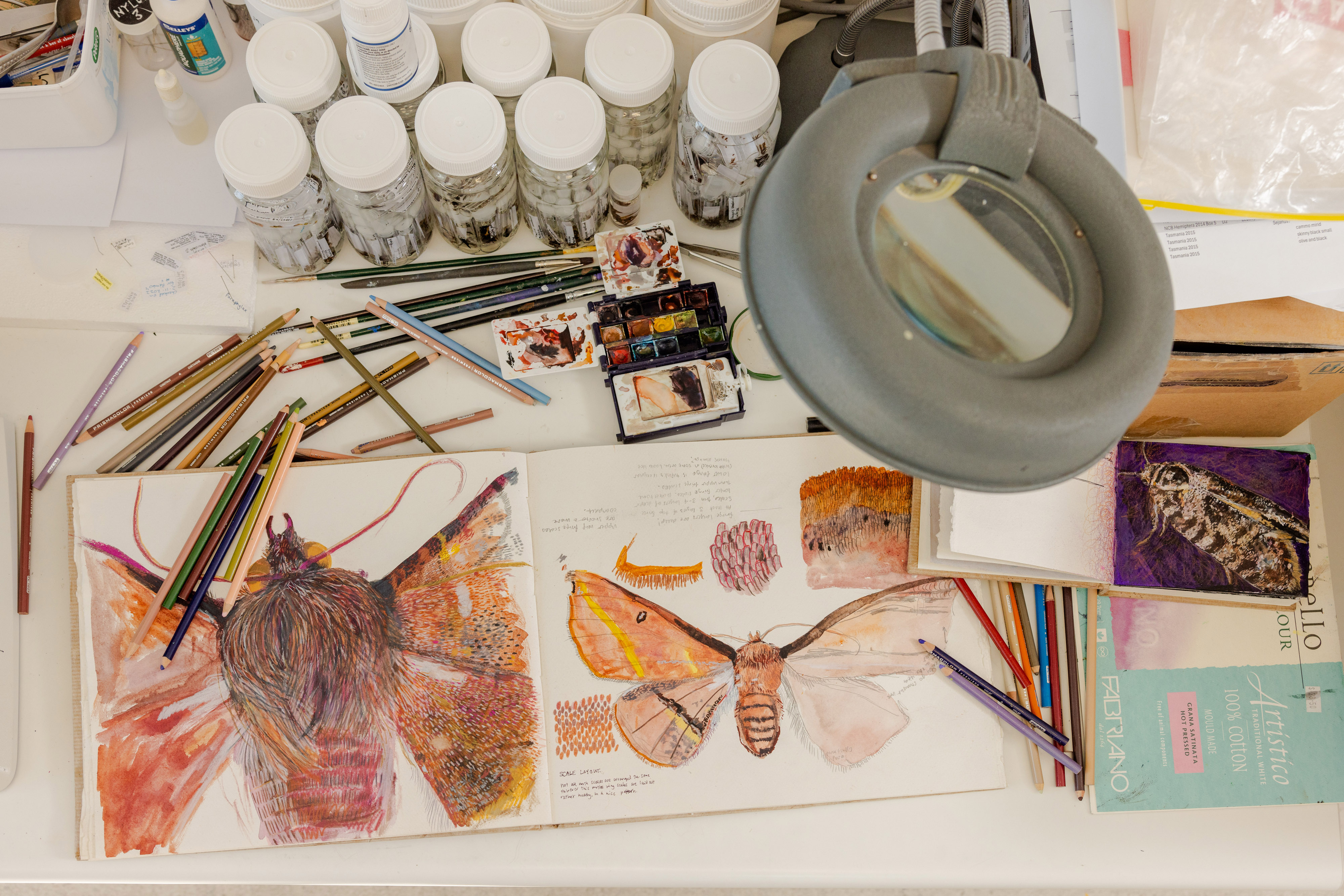 Meet the Museum: Collections, Creativity & Conservation