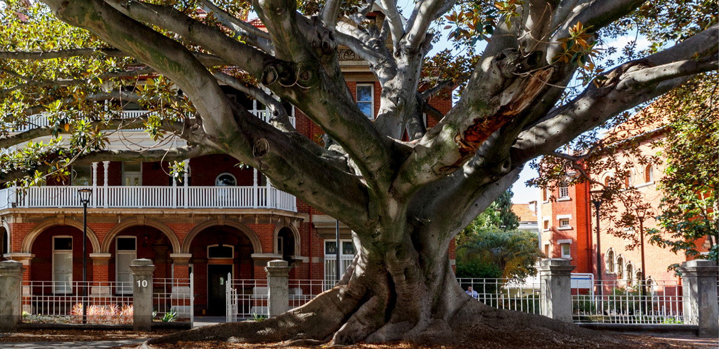 WA Tree Festival and City Tree Month