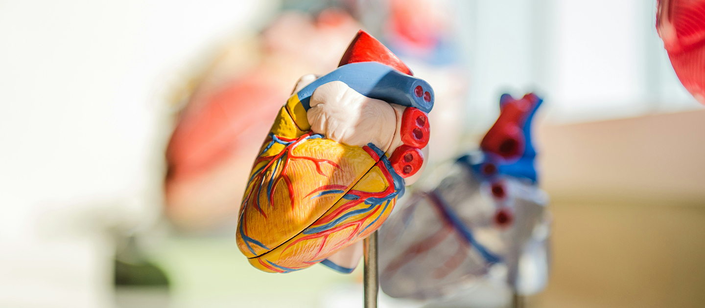 Colourful medical model of a human heart.
