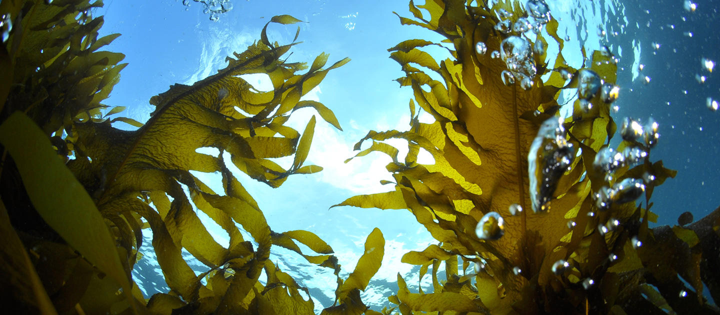 Kelp in ocean