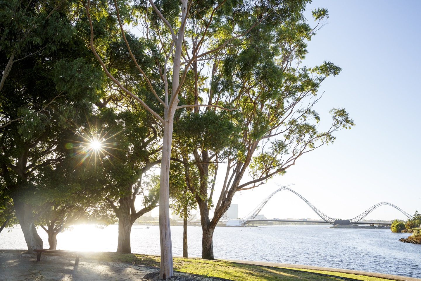 Among the Gumtrees