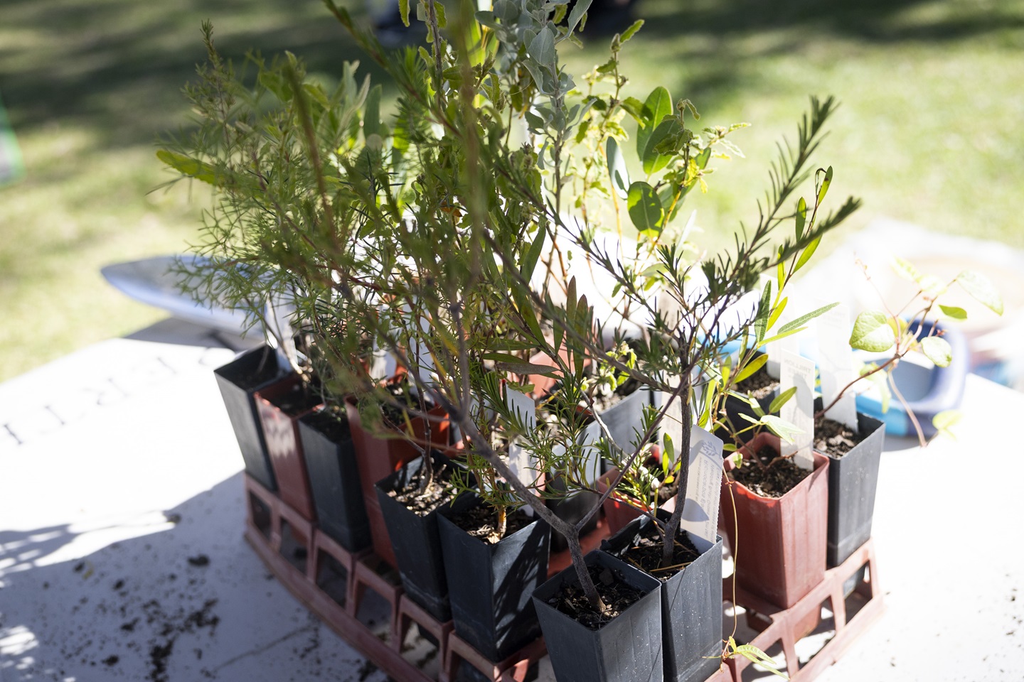 Bees, Balconies & Verges 1