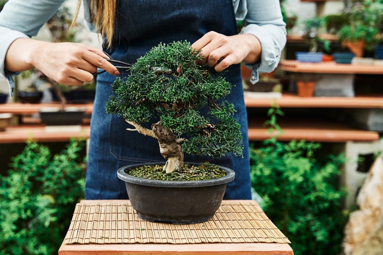 Bonsai
