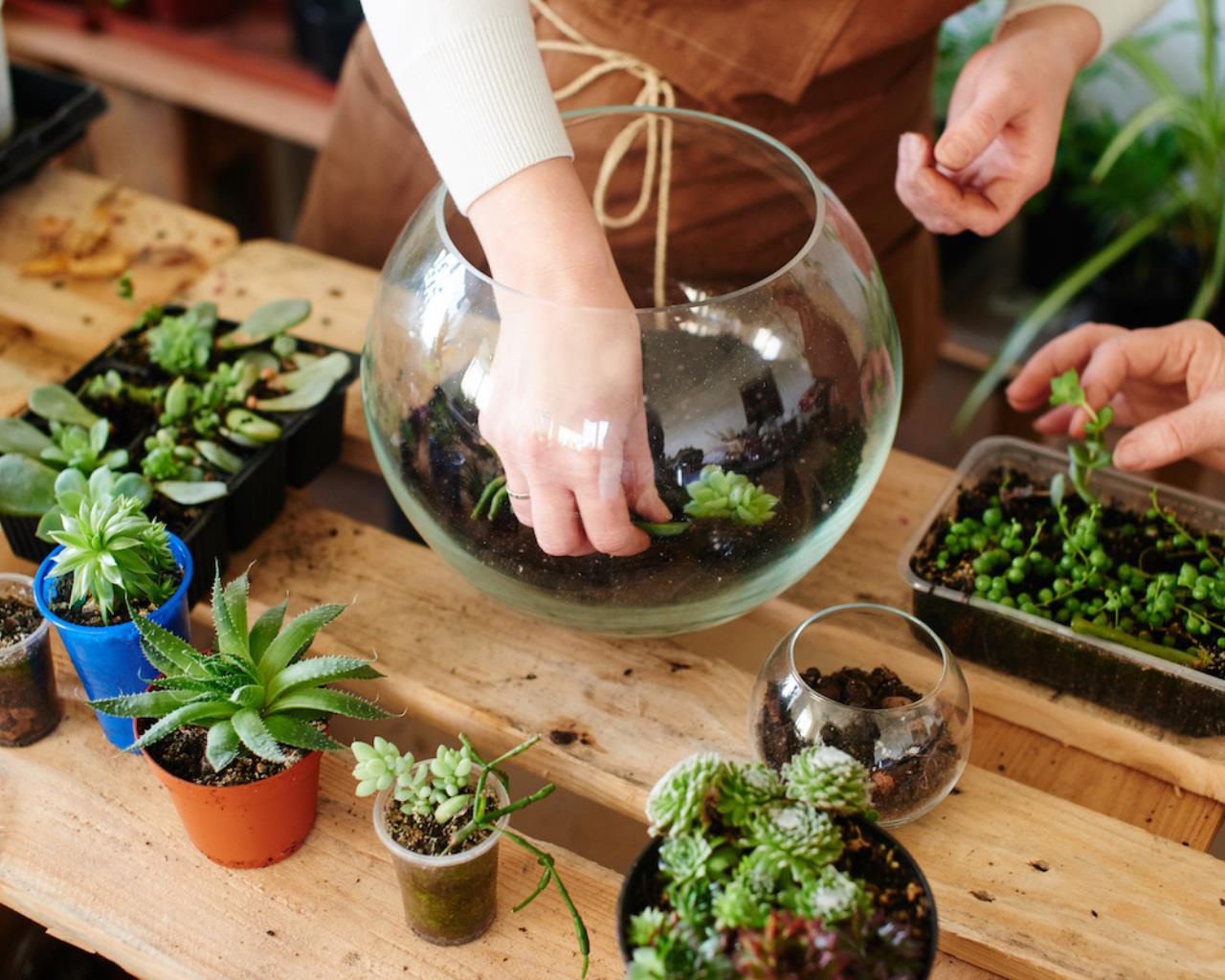 Terrariums