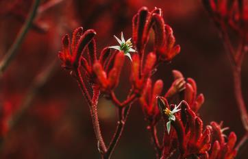 Kangaroo Paw