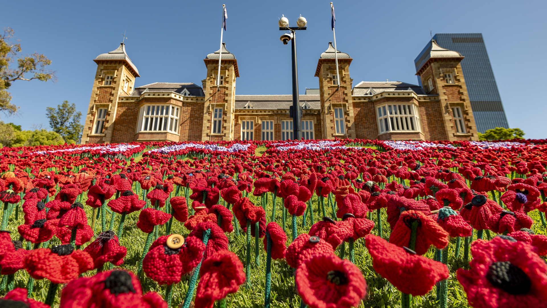 Poppies - Government House - Mar 2024