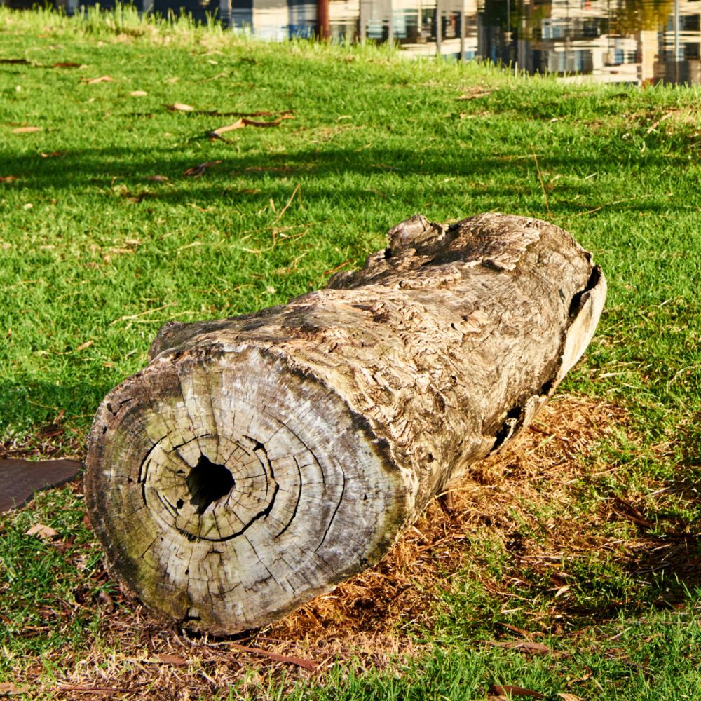 Yoondoorup Boorna Log and Saddle in East Perth
