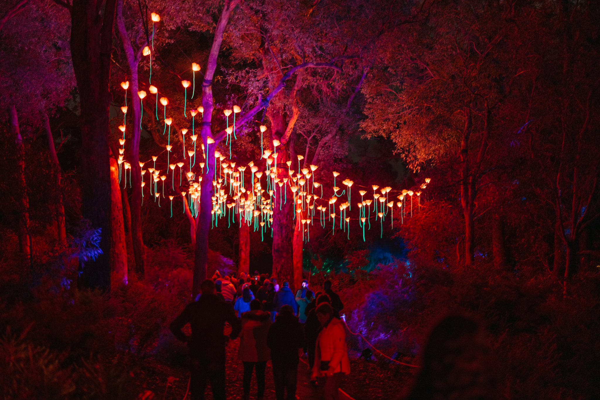 COP - Lightscape Jarrad Seng red poppies