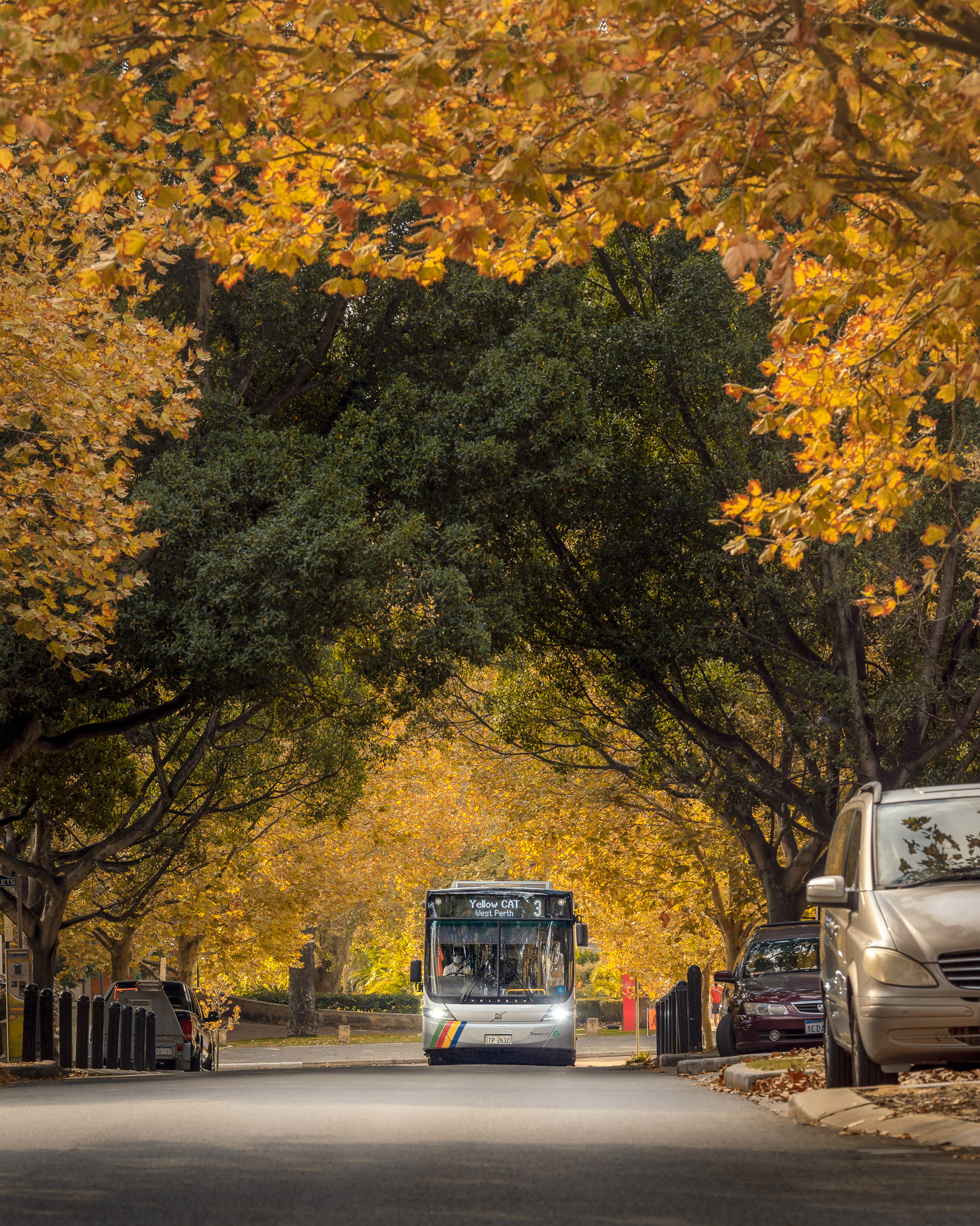 Cat bus in East Perth
