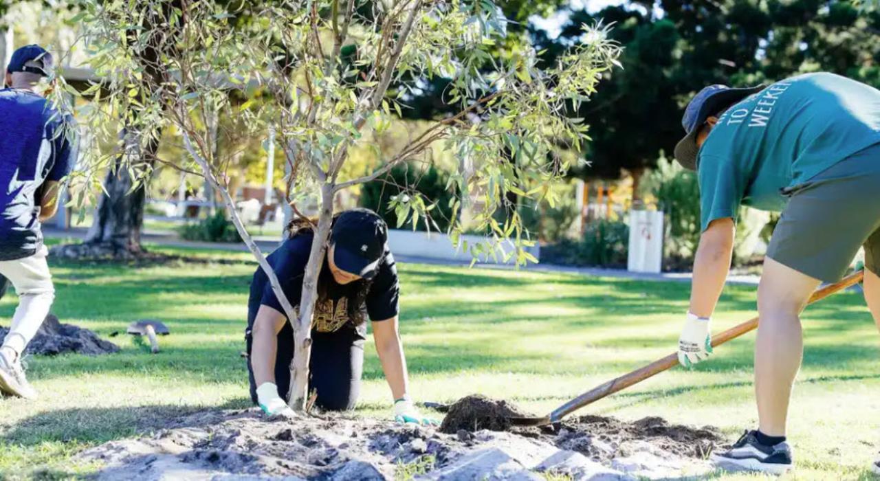 People planting trees for National Tree Day