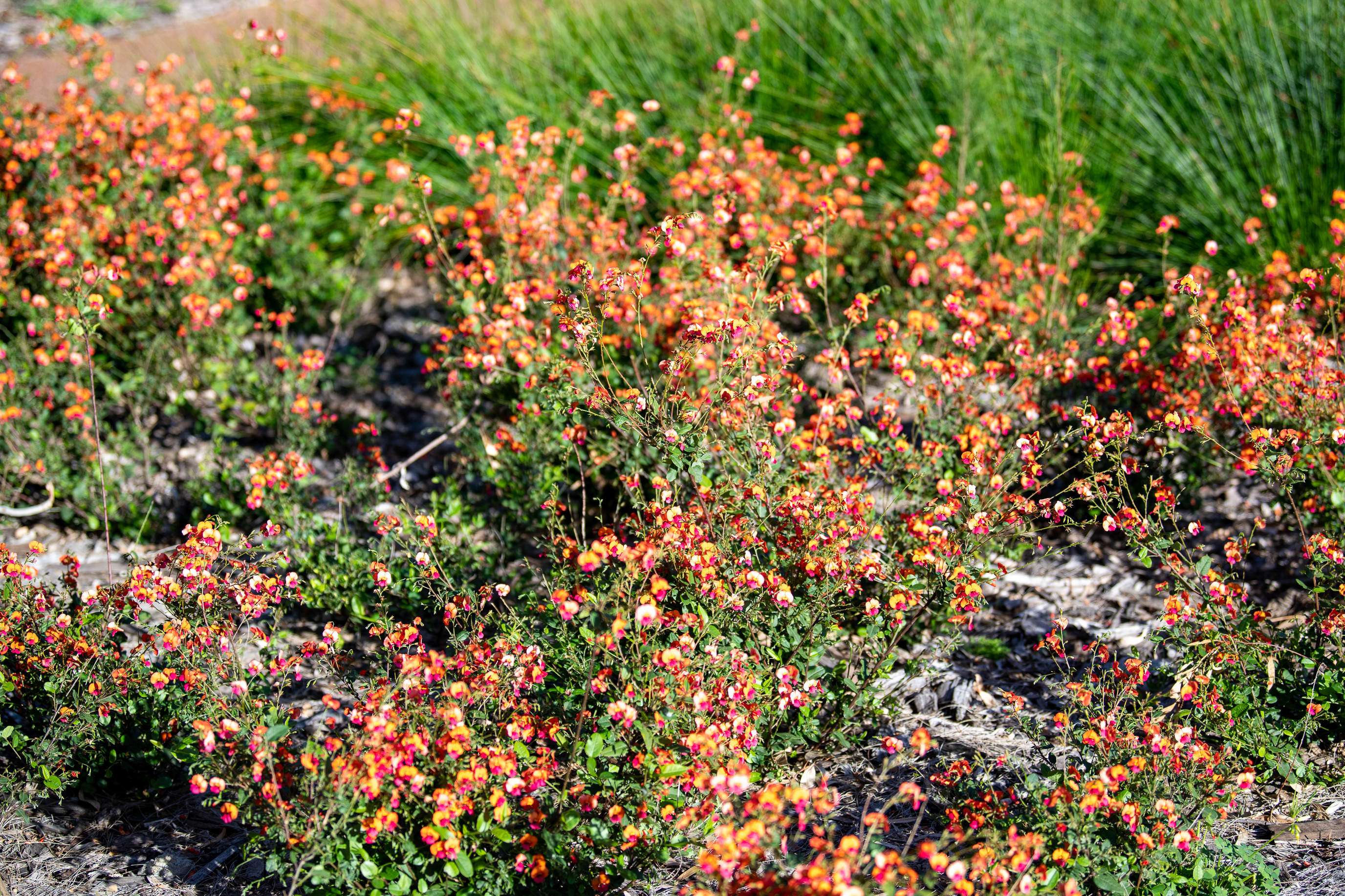 Heirisson Island flowers 2