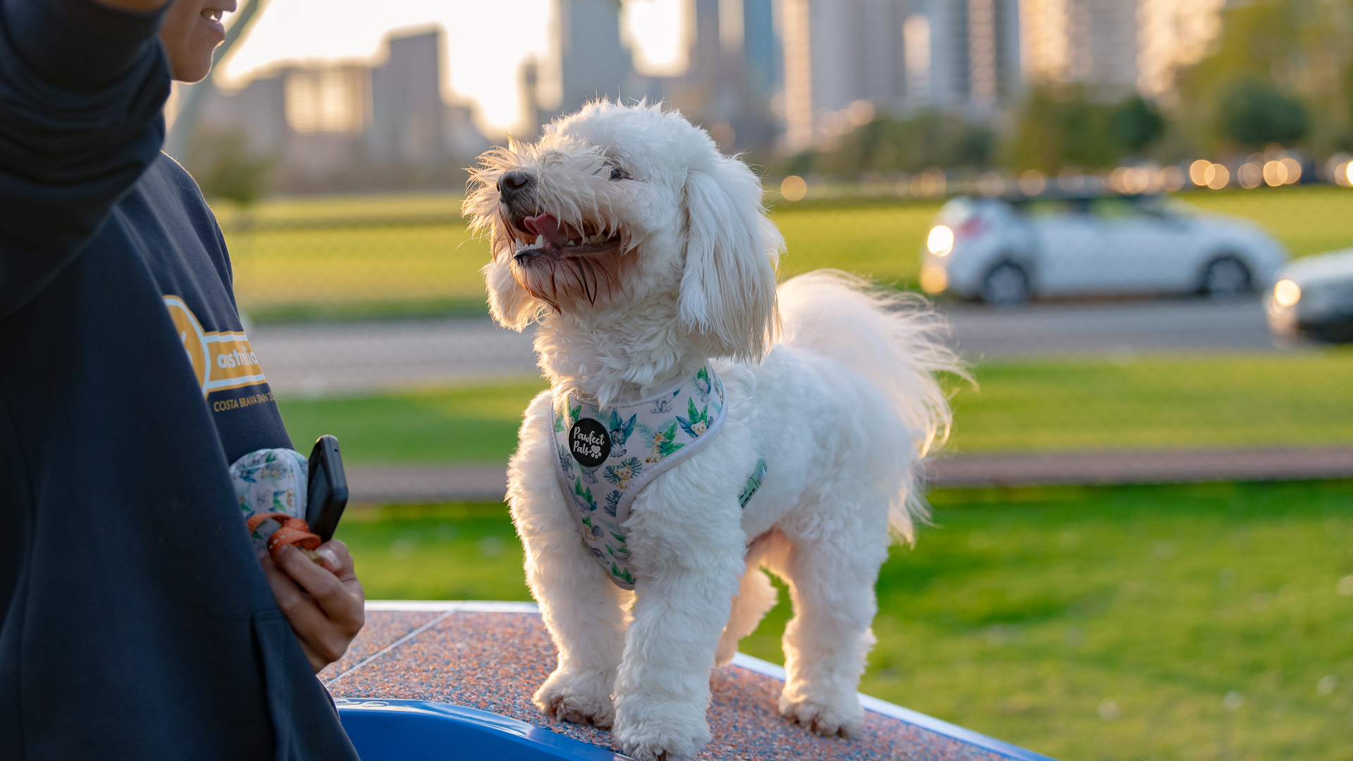 dogs at ozone reserve