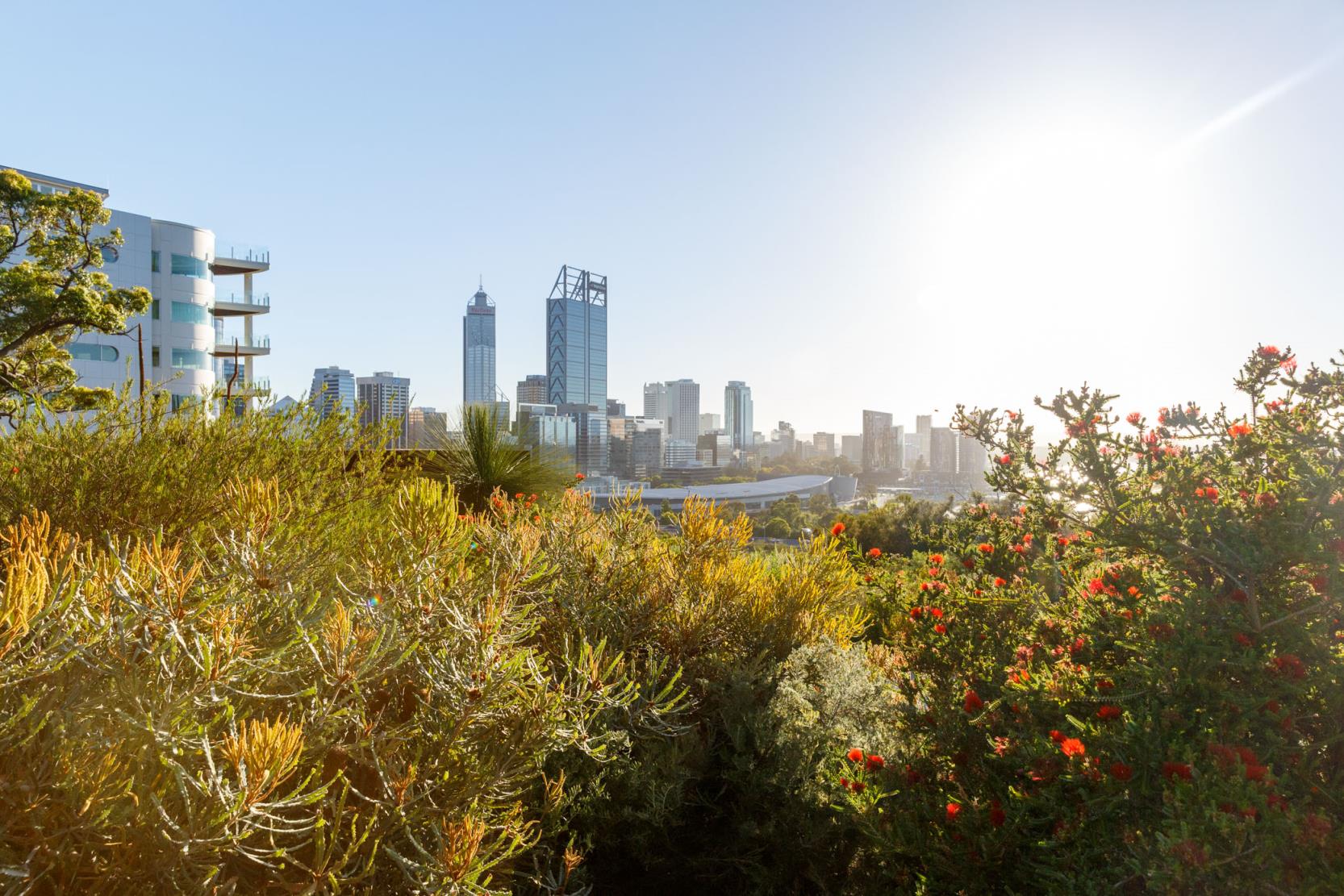 Kings Park with plants