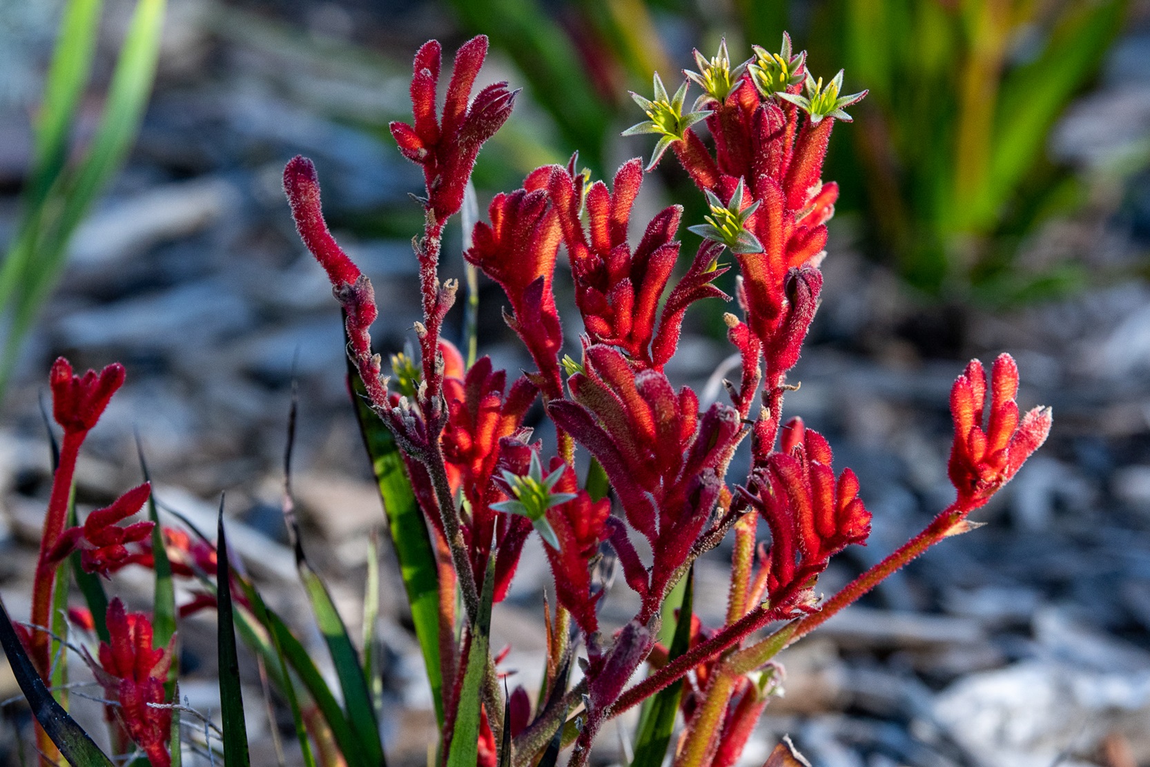 heirisson island wildflowers